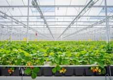 De aardbeien worden verkocht via Veiling Zaltbommel